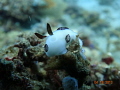 just another Jorunna Funebris just another Jorunna Funebris