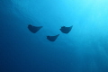 Three mobula rays passing by Three mobula rays passing by