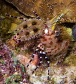 Sighting of a Marble Shrimp during recent night dive at house reef at Six Senses Laamu Sighting of a Marble Shrimp during recent night dive at house reef at Six Senses Laamu