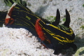 NEMBROTHA... HOTEL NEMBROTHA... HOTEL