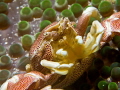Porcelain crab shot with my 105 mm macro Porcelain crab shot with my 105 mm macro