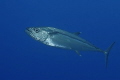 close encounter with a big dogtooth tuna close encounter with a big dogtooth tuna