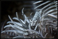 Lembeh dragon Lembeh dragon
