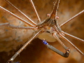 Arrow crab from under the bridge Arrow crab from under the bridge