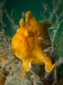 I am the boss yellow frog fish at the jetties I am the boss yellow frog fish at the jetties