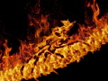 XenoFire XenoFire