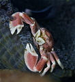 porcelain crab at Bunaken , Sulawesi