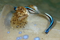 Blue spotted Ray and Cleaner Wrasse. Gapang Beach Pulau Weh. Blue spotted Ray and Cleaner Wrasse. Gapang Beach Pulau Weh.