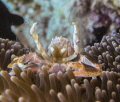 Beautiful little crab almost posing for the camera Beautiful little crab almost posing for the camera