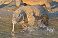 Big Komodo Dragon with hungry in Rinca Beach Big Komodo Dragon with hungry in Rinca Beach