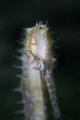 sea horse sea horse