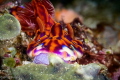 Ceretosoma in Komodo. Ceretosoma in Komodo.