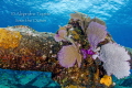Ginger Sole Chinchorro Mexico Ginger Sole Chinchorro Mexico