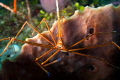 Arrow crab taken with Tokina 10 17 FE Arrow crab taken with Tokina 10 17 FE