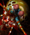 Lovely Peacock Mantis Shrimp Anilao. Lovely Peacock Mantis Shrimp Anilao.