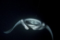 This week we had 3 evenings with manta rays feeding in the light behind Ari Queen.