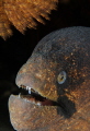 Portrait of a blackcheek moray. Portrait of a blackcheek moray.