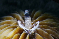 shrimp symbiont shrimp symbiont