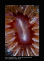 Closeup of Polyps Closeup of Polyps