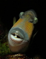 moustache triggerfish moustache triggerfish