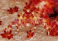Candy crab
what do you want with me
Bunaken Sulawesi Indonesia Bunaken Islands
Candy crab
what do you want with me
Bunaken Sulawesi Indonesia Bunaken Islands
