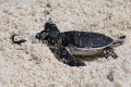 Exhausted..... A tiny baby Green Turtle hatching making his first journey out to the ocean. Exhausted..... A tiny baby Green Turtle hatching making his first journey out to the ocean.