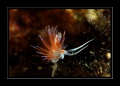 Nudi... Nudi...