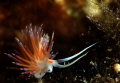 Nudi... Nudi...