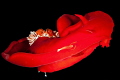 Two shrimps on a Spanish Dancer Two shrimps on a Spanish Dancer