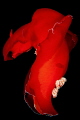 Dancing in the dark Dancing in the dark