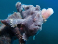 cute little blue frogfish cute little blue frogfish