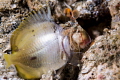 Big appetite of the mantis shrimp. Big appetite of the mantis shrimp.