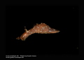Sea Hare Sea Hare