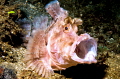A pink rhinopia in Ambon. A pink rhinopia in Ambon.