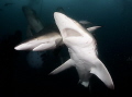 sharks in the dark sharks in the dark