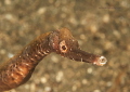 Pipefish
Muckdive Wori near Manado Sulawesi Indonesia
Nikon D 300 S Micro 60 1/320 f 14 iso 400 in Kinetics
sea sea YS d1 Pipefish
Muckdive Wori near Manado Sulawesi Indonesia
Nikon D 300 S Micro 60 1/320 f 14 iso 400 in Kinetics
sea sea YS d1