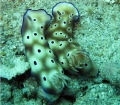 Risbecia tryoni Risbecia tryoni