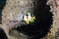 A little Damselfish in a bottle A little Damselfish in a bottle