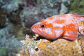 A grouper resting on rocks during a night dive A grouper resting on rocks during a night dive