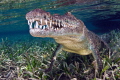 Salt water crocodile Salt water crocodile