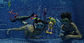Snorkeling Close Encounters of the Third Kind Snorkeling Close Encounters of the Third Kind