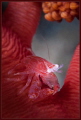 Red crab Red crab