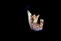 free falling nembrotha free falling nembrotha