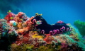 platworm platworm