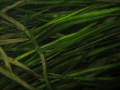 Aquatic Plant Niagara River Night Dive Aquatic Plant Niagara River Night Dive