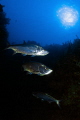 Tarpons Tarpons