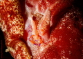 Emperor shrimp Spanish dancer Emperor shrimp Spanish dancer