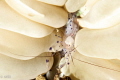 Bubble coral shrimp with eggs. Bubble coral shrimp with eggs.
