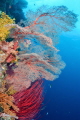 Raja Ampat Raja Ampat