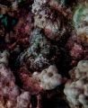 Devil Scorpionfish. Big Island Hawaii. Devil Scorpionfish. Big Island Hawaii.